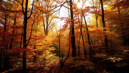 Fototapeta premium Autumn Forest with Sunlight Streaming Through Trees