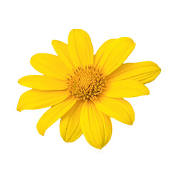 Vibrant Yellow Flower: A single, radiant yellow flower with delicate petals and a rich golden center, blossoms in vibrant detail.