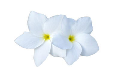 Delicate White Plumeria Blooms: Two pristine white plumeria blossoms with sunny yellow centers, showcasing their delicate petals and intricate details. 