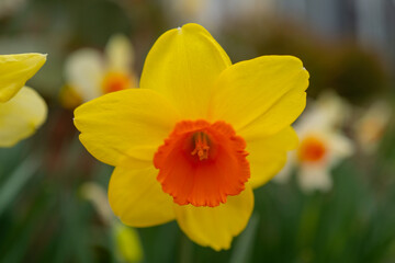 Fototapeta premium Narcissus flower in bloom. Spring narcissus blossoms. Narcissus flowers in a garden. Close-up of a blooming narcissus. Blossoms spring background.