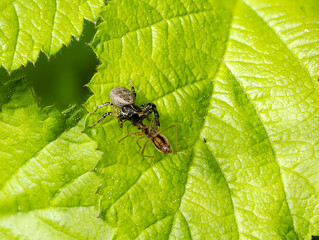 Krabbenspinne (Xysticus sp.) vermutlich Xysticus lineatus mit Beute