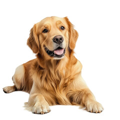 Obraz premium Golden Retriever Dog Relaxing on transparent background in Studio Setting with Natural Lighting
