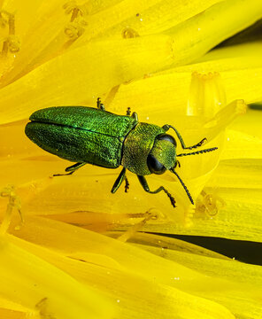 Gl&auml;nzender Bl&uuml;tenprachtk&auml;fer (Anthaxia nitidula)