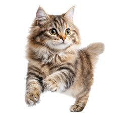 Playful Tabby Cat Running on transparent background in Professional Studio Setting