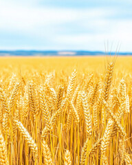 Fototapeta premium Golden wheat field under blue sky, showcasing nature beauty and abundance