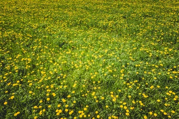 Wall murals Field of green grass with dandelions