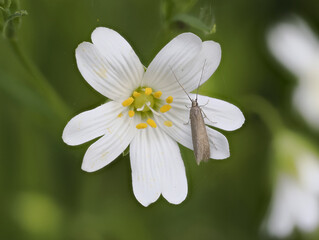Sternmieren-Sacktr&auml;germotte (Metriotes lutarea)