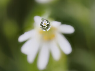 Wassertropfen und Blüte