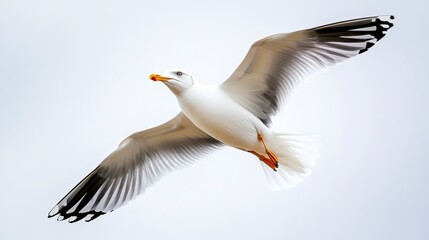 Fototapeta premium Majestic Seagull Soaring Through the Clear Blue Sky Above Water