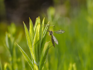 Schnake (Tipula lateralis)
