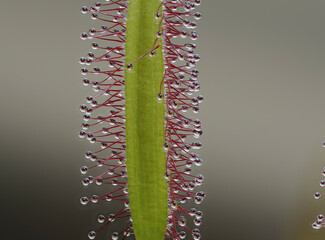 Kapsonnentau (Drosera capensis)