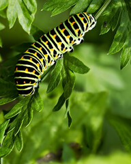 Schwalbenschwanz (Papilio machaon) Raupe