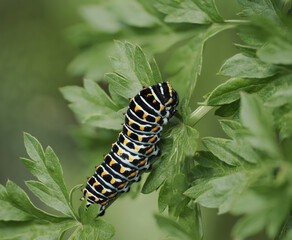 Schwalbenschwanz (Papilio machaon) Raupe