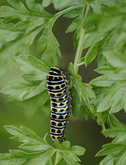 Schwalbenschwanz (Papilio machaon) Raupe