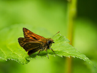 Rostfarbige Dickkopffalter (Ochlodes sylvanus)