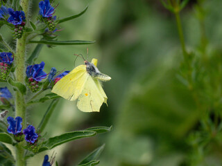 Zitronenfalter (Gonepteryx rhamni) 