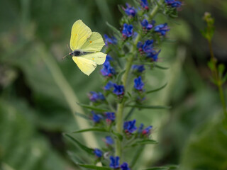 Zitronenfalter (Gonepteryx rhamni) 