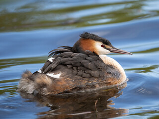 Haubentaucher (Podiceps cristatus)