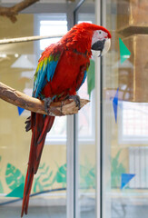 A colorful parrot is perched on a branch in a cage © schankz