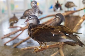A group of birds are sitting on a branch