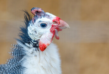 A chicken with a red beak and white feathers