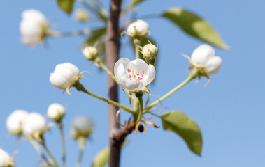 A white flower with red spots is on a branch