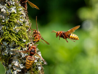 Hornisse (Vespa crabro)