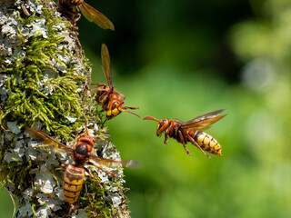 Hornisse (Vespa crabro)