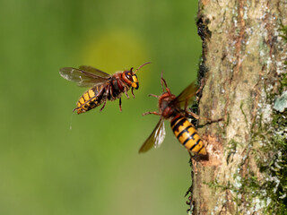 Hornisse (Vespa crabro)