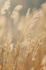 Fototapeta premium Close-up of golden grass swaying in the breeze during a warm sunset, showcasing a peaceful, natural landscape with a soft, glowing atmosphere and blurred background.