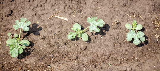 Three small plants are growing in the dirt