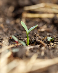 A small green plant is growing in the dirt