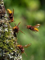 Hornisse (Vespa crabro)