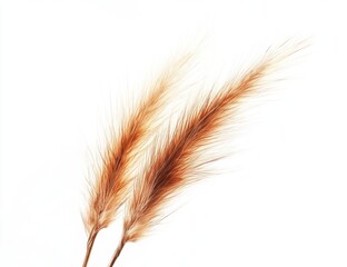 Dried grass stems, white background, autumn, nature