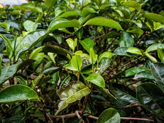 Close up of lush green tea leaves in an Indonesian tea plantation, showcasing vibrant foliage and healthy growth, ideal for illustrating agricultural beauty and tea production