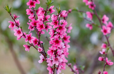 Pink flowers on a tree branch