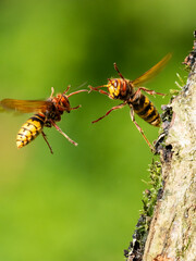 Hornisse (Vespa crabro)