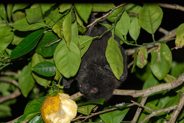 オガサワラオオコオモリ　固有種　小笠原