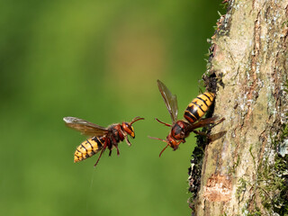 Hornisse (Vespa crabro)