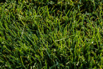 Green grass Natural plants background, in natural light. Concept - fresh flowers with copy space