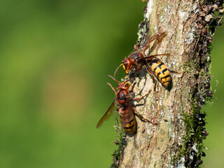 Hornisse (Vespa crabro)