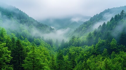 Fototapeta premium Misty mountain valley, lush forest, tranquil scene, nature photography, background image