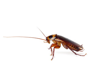 A cockroach isolated on a white background