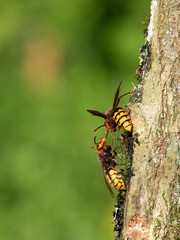 Hornisse (Vespa crabro)
