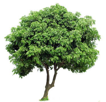 A lychee tree isolated on a white background