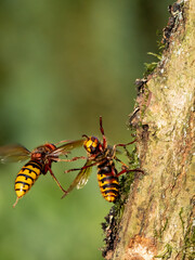 Hornisse (Vespa crabro)