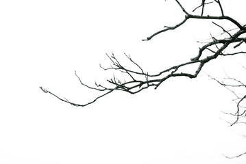 Dried branches isolated against a white background