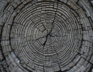 Detailed Cross-Section of a Weathered Tree Trunk. Generative AI Background