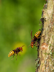 Hornisse (Vespa crabro)