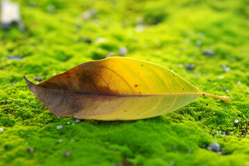 green leaf on a green background